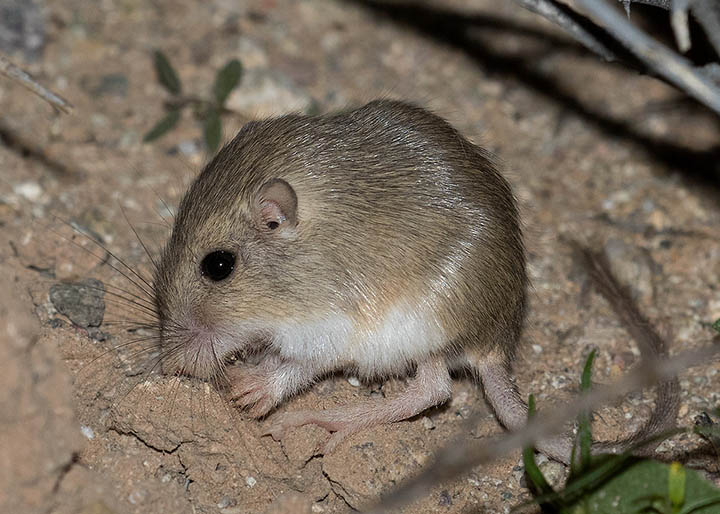 Arizona Pocket Mouse