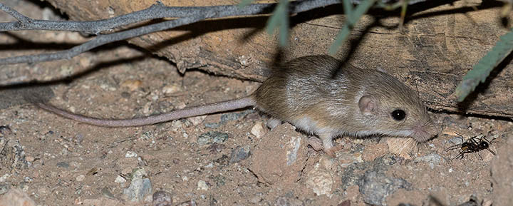 Arizona Pocket Mouse