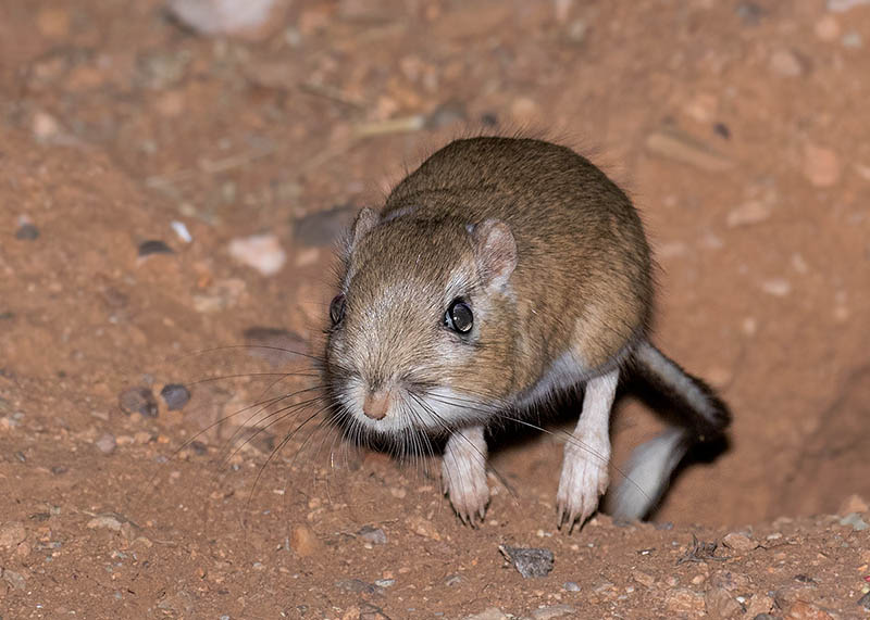 Banner-tailed Kangaroo Rat