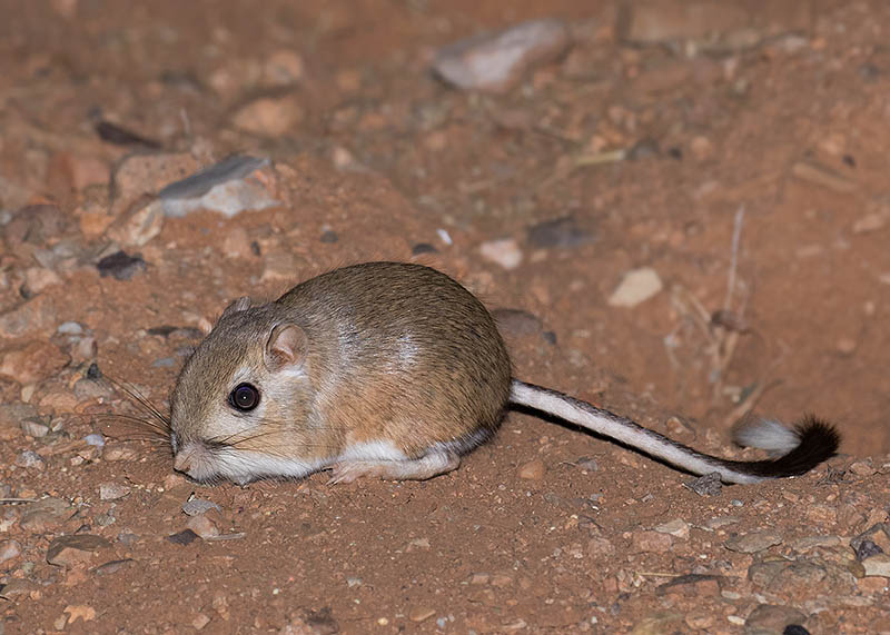 Banner-tailed Kangaroo Rat