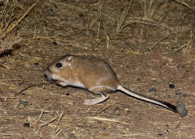 Banner-tailed Kangaroo Rat