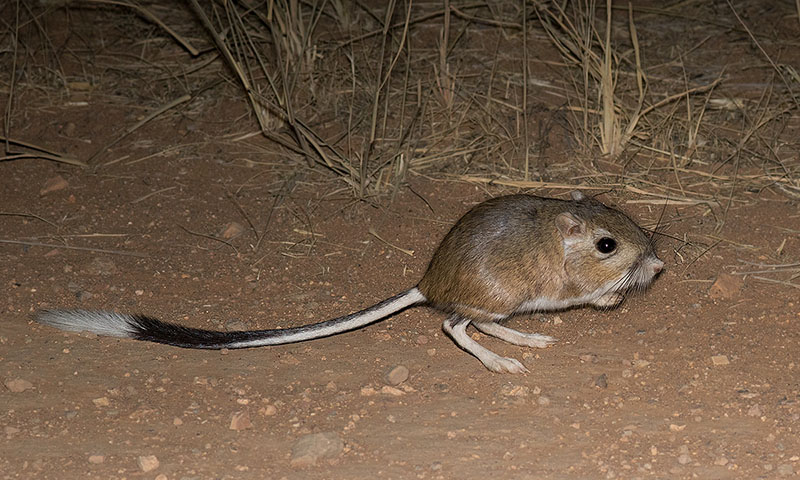 Banner-tailed Kangaroo Rat