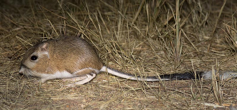 Banner-tailed Kangaroo Rat