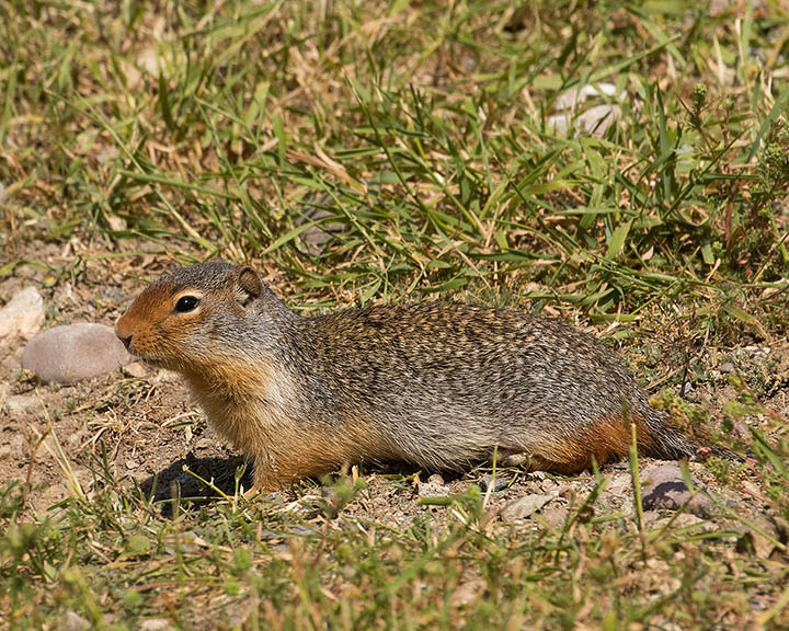 Columbian Ground Squirrel