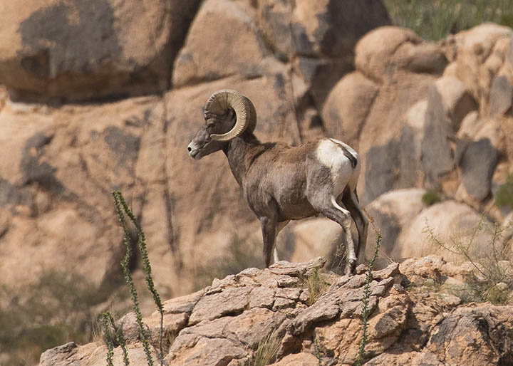 Desert Bighorn Sheep