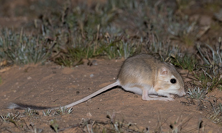 Desert Kangaroo Rat