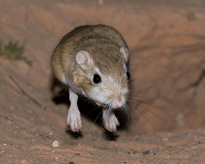 Desert Kangaroo Rat