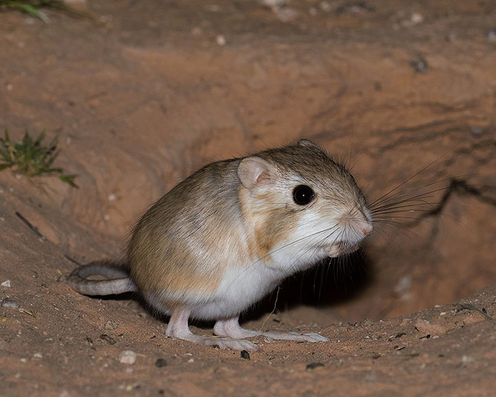 Desert Kangaroo Rat