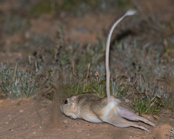 Desert Kangaroo Rat
