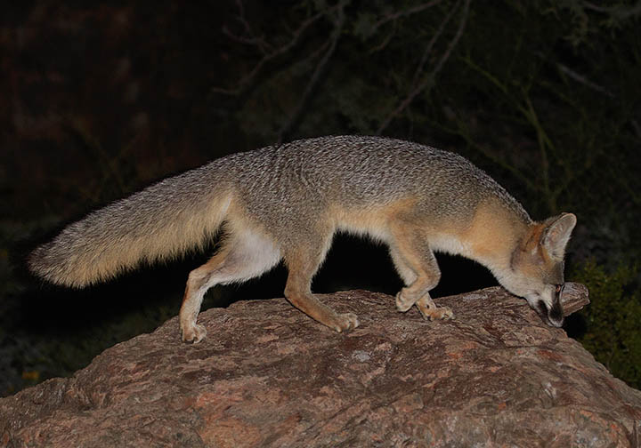 Gray Fox