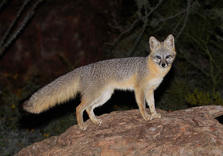 Gray Fox