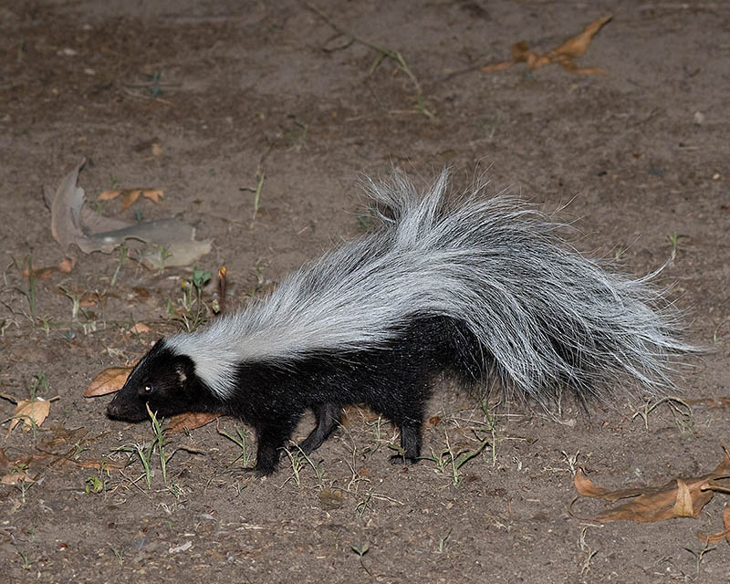 Hooded Skunk