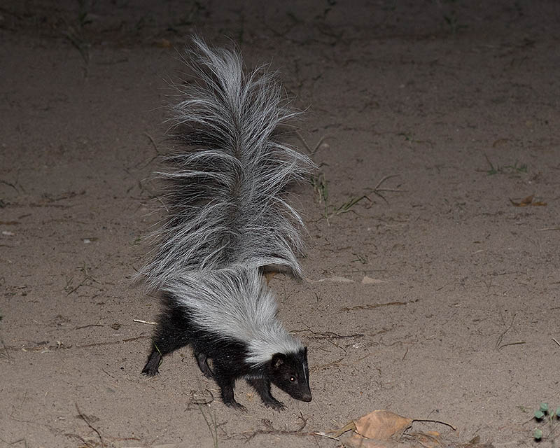 Hooded Skunk