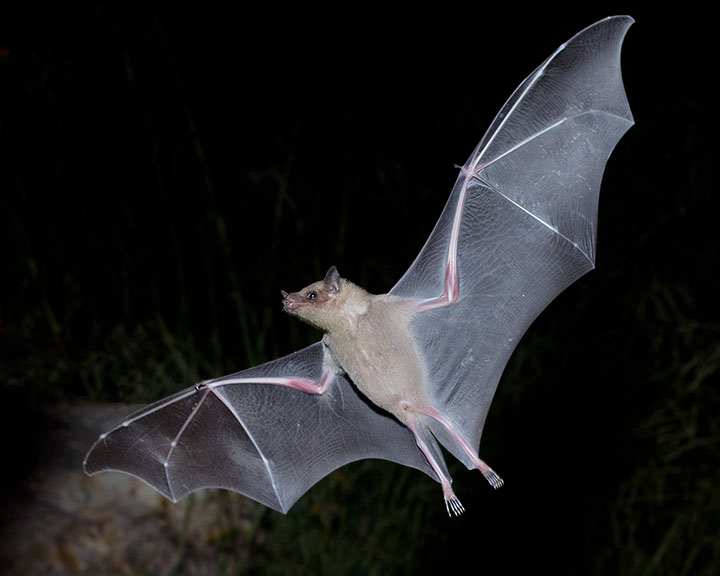 Lesser Long-nosed Bat