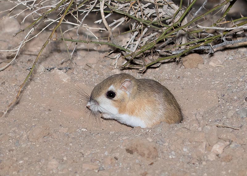 Merriam's Kangaroo Rat