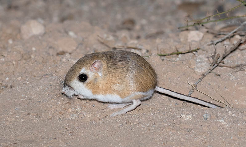 Merriam's Kangaroo Rat