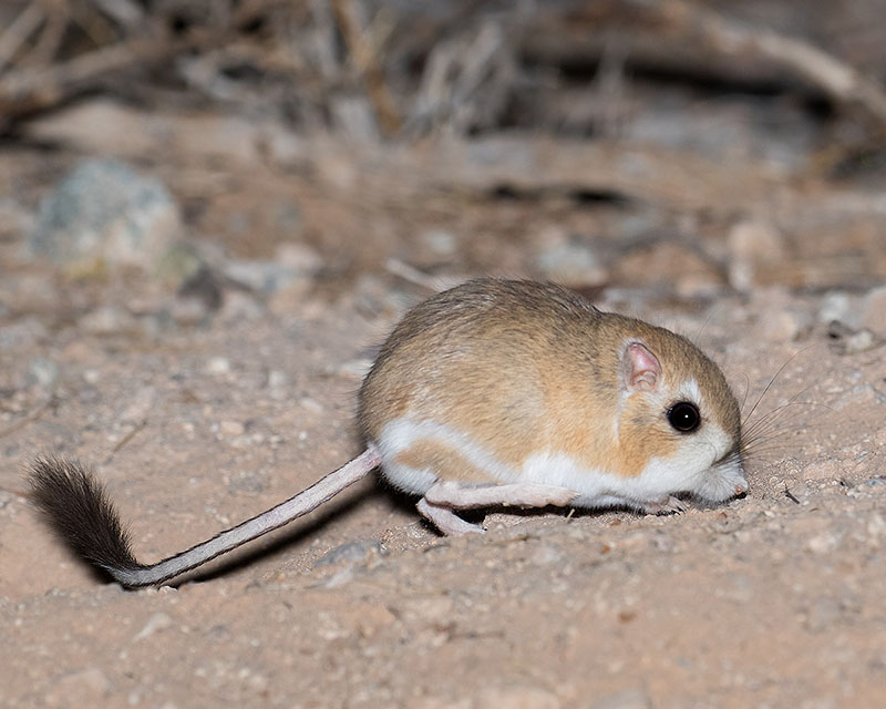 Merriam's Kangaroo Rat