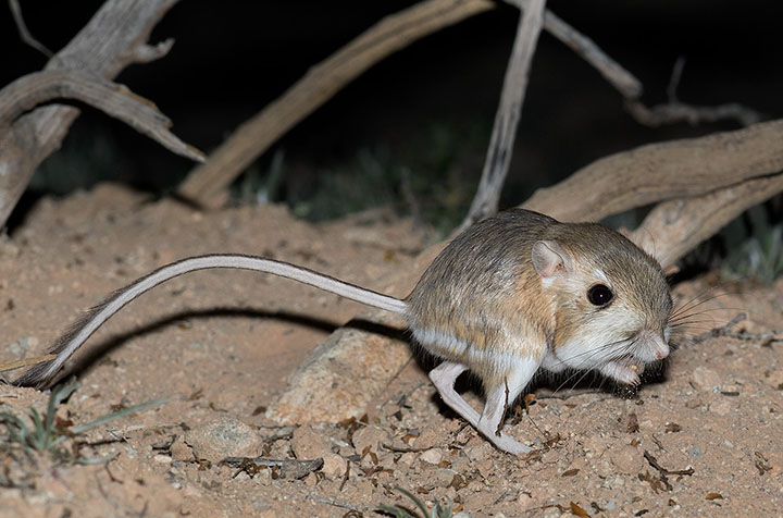 Merriam's Kangaroo Rat