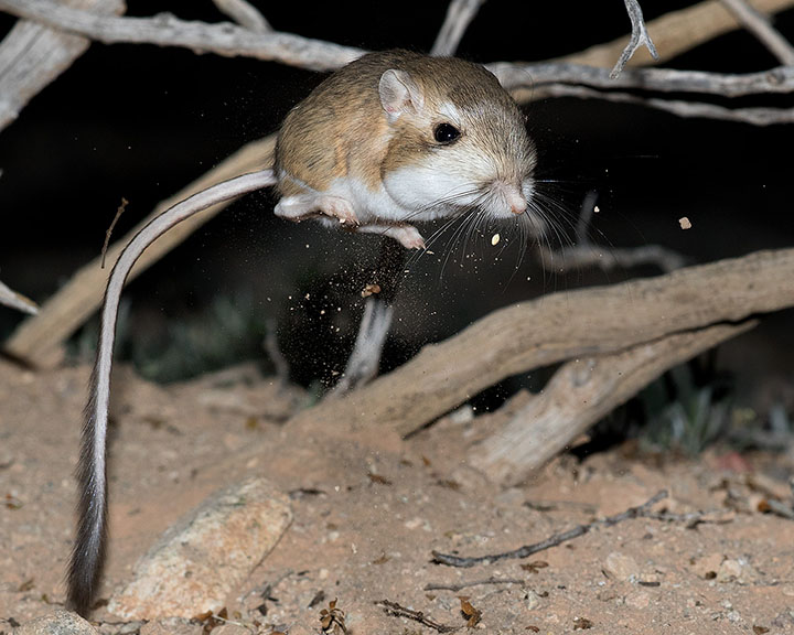 Merriam's Kangaroo Rat