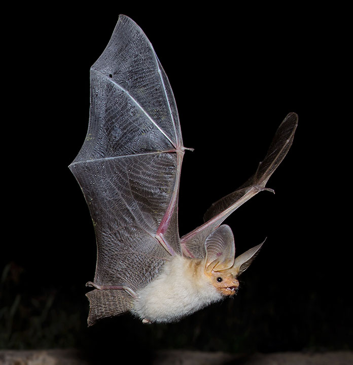 Pallid Bat