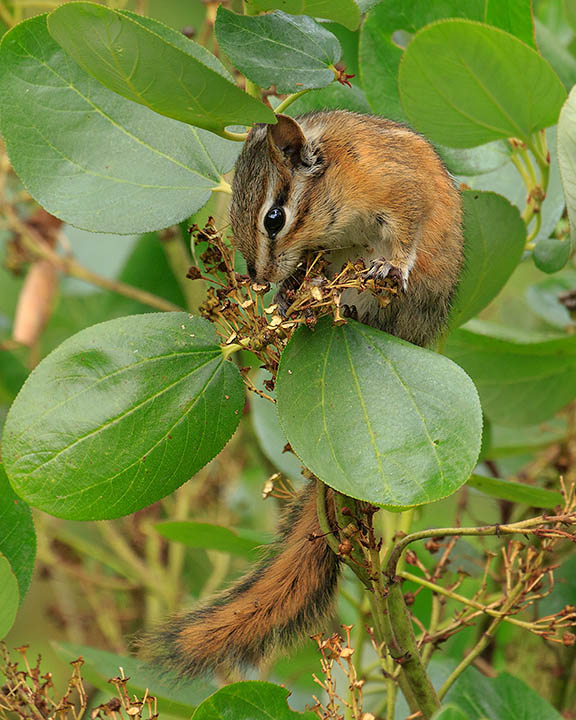 Red-tailed Chipmunk