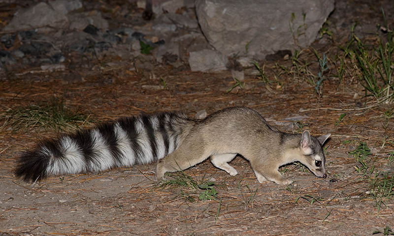 Ringtail