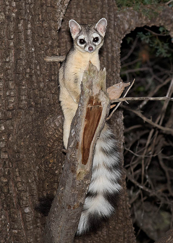 Ringtail