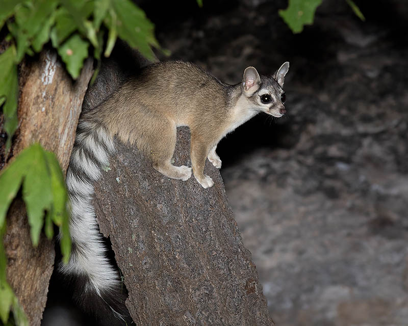 Ringtail