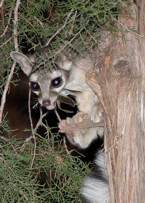 Ringtail