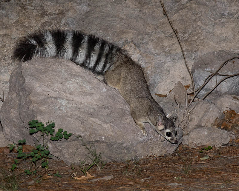 Ringtail