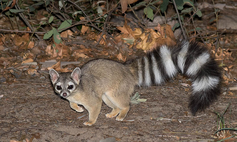 Ringtail