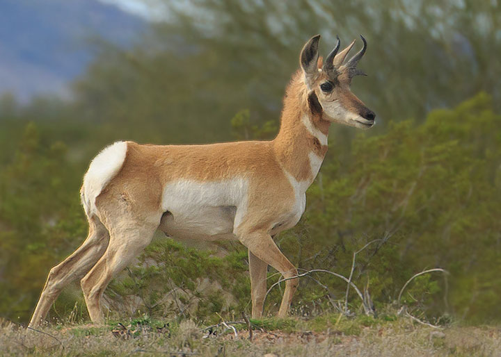 Sonoran Pronghorn