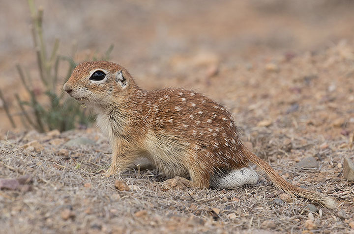 Spotted Ground Squirrel