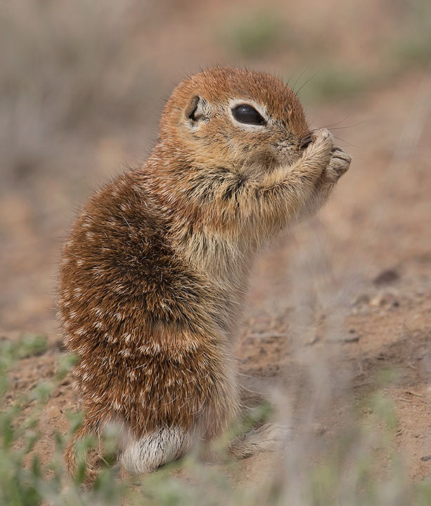 Spotted Ground Squirrel