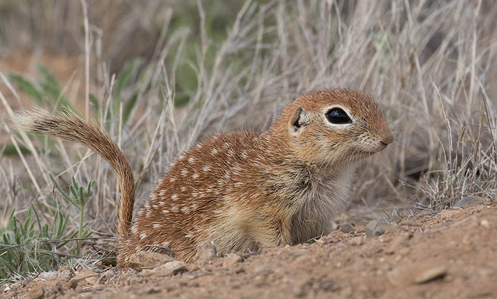 Spotted Ground Squirrel