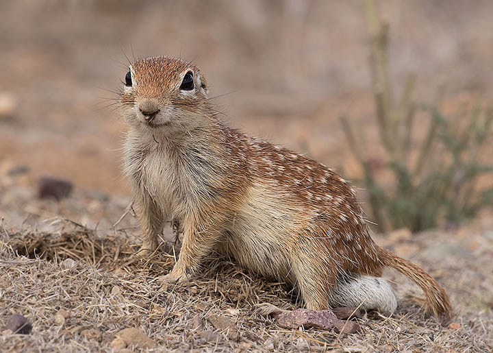 Spotted Ground Squirrel