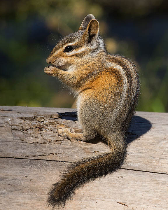 Townsend's Chipmunk