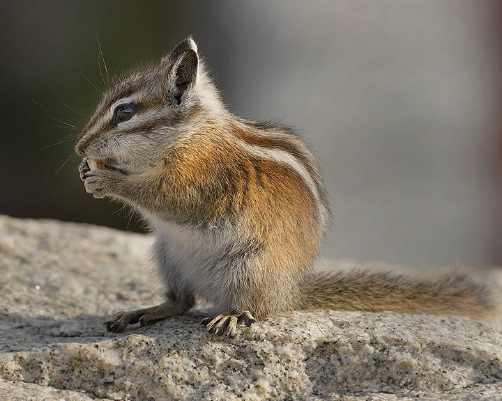 Uinta Chipmunk