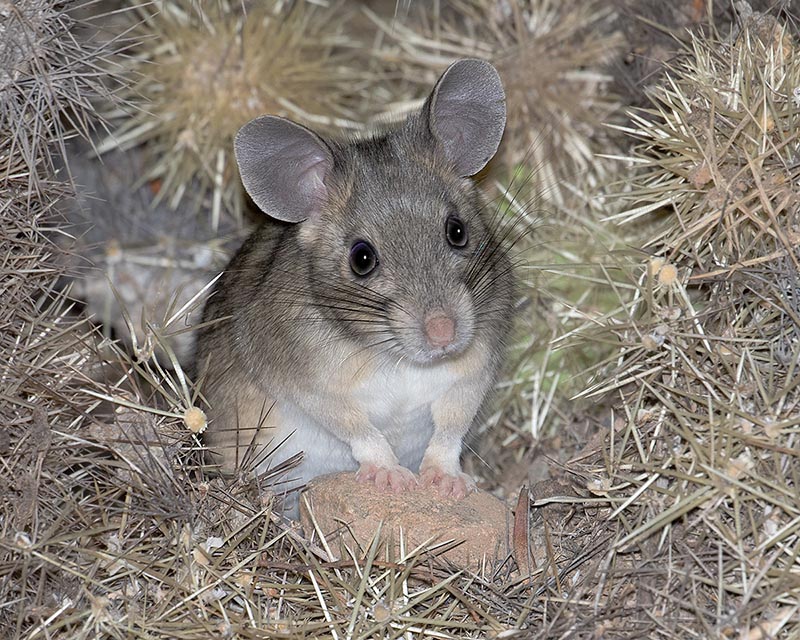 Western White-throated Woodrat