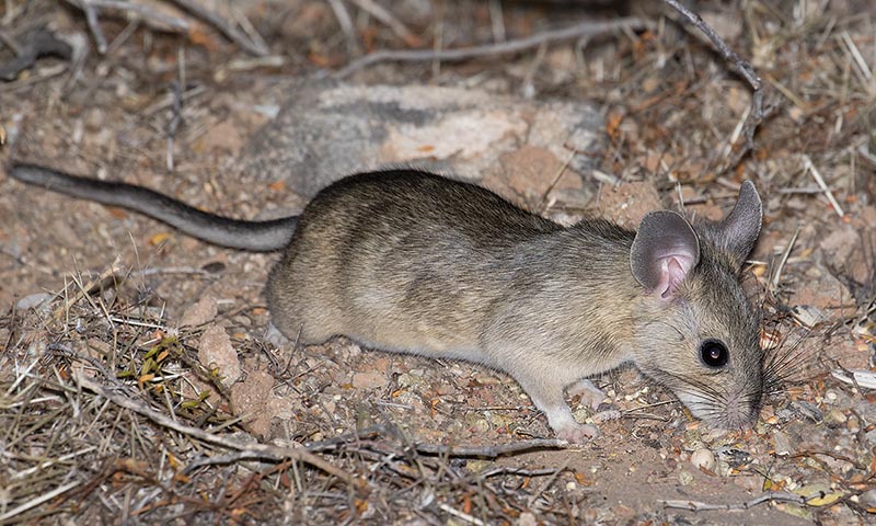 Western White-throated Woodrat