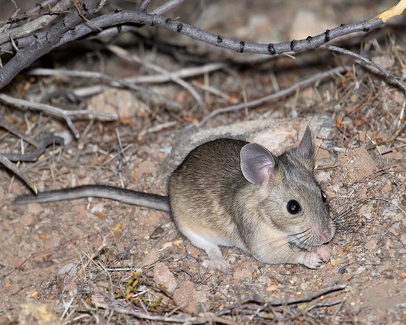 Western White-throated Woodrat