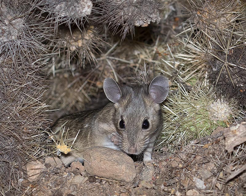 Western White-throated Woodrat