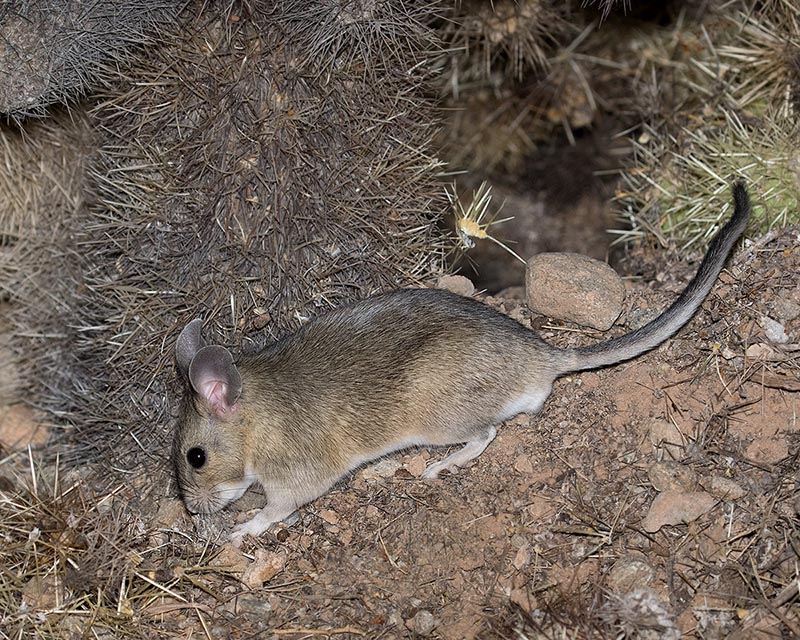 Western White-throated Woodrat