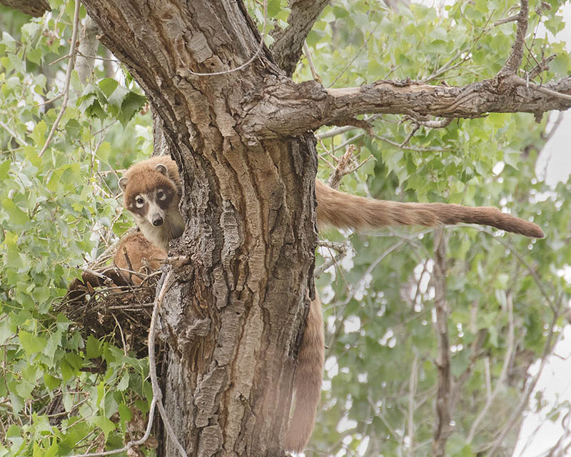 White-nosed Coati