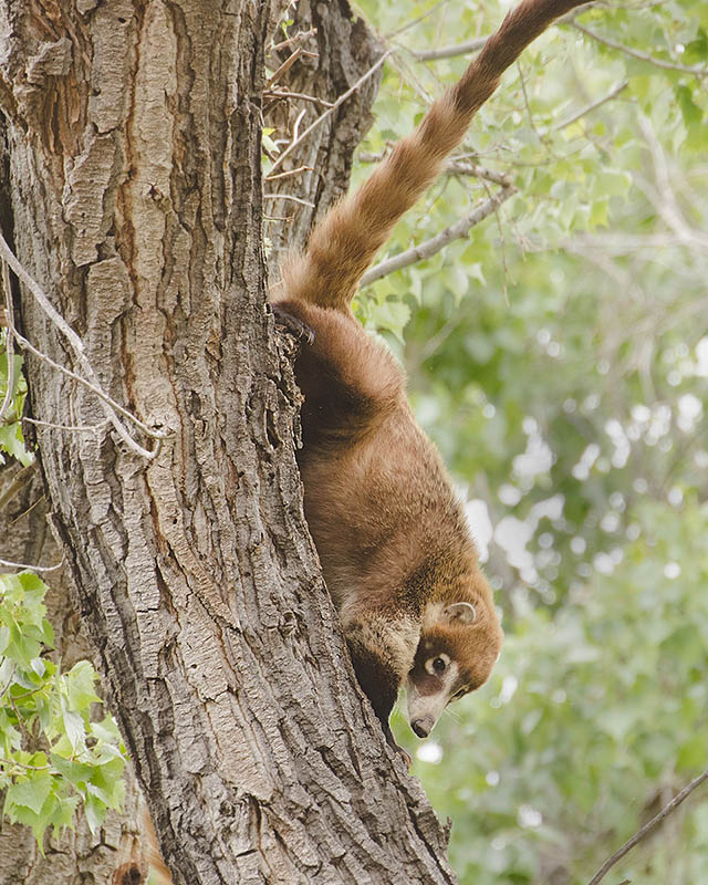 White-nosed Coati