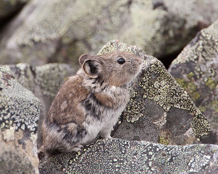 collared pika