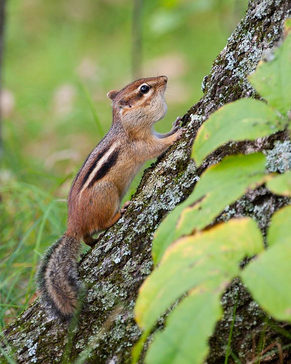 eastern chipmunk