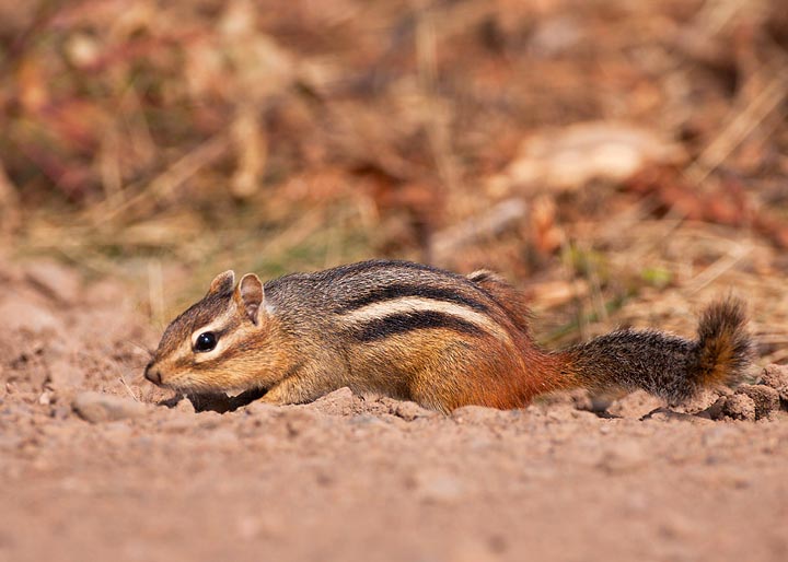 eastern chipmunk