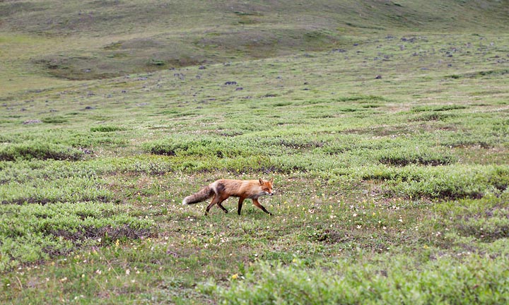 red fox