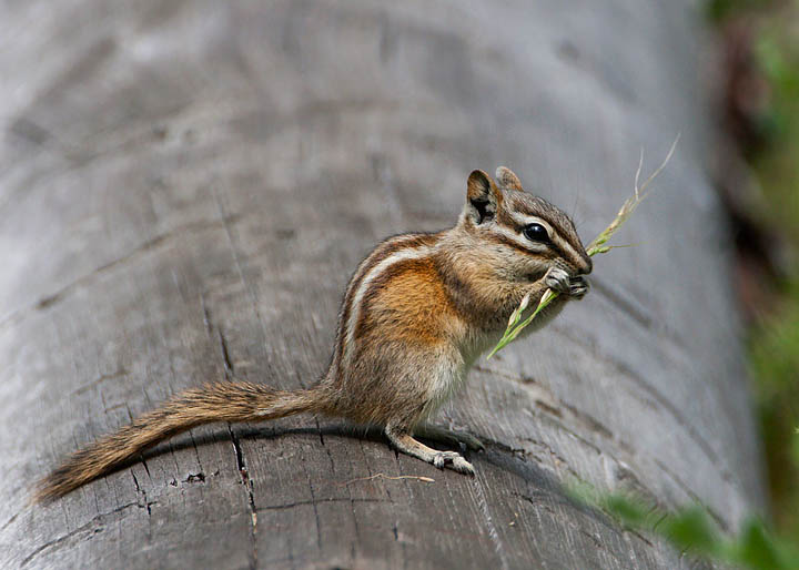 least chipmunk